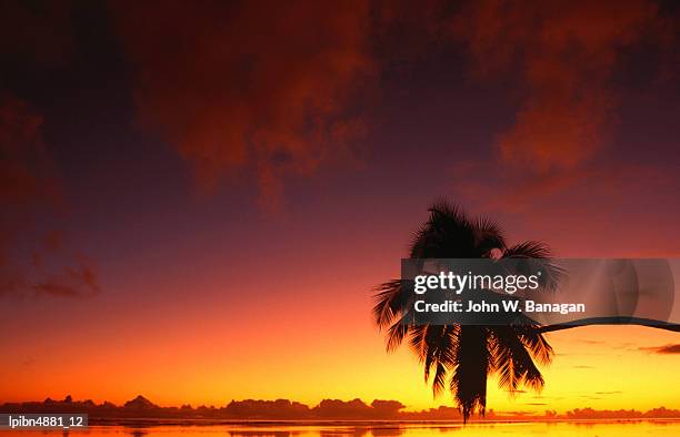 coconut palm in sunset silhouette at aitutaki lagoon, aitutaki, southern group, cook islands, pacific - banagan stock pictures, royalty-free photos & images