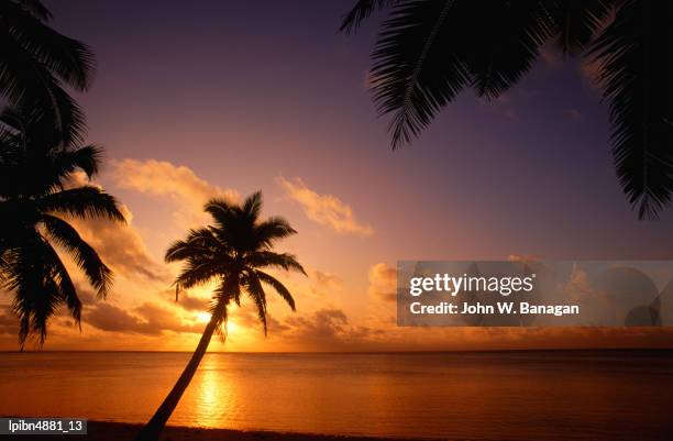 coconut palms on aitutaki lagoon, aitutaki, southern group, cook islands, pacific - aitutaki stock pictures, royalty-free photos & images