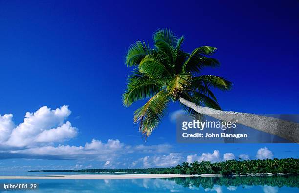 palm tree over aitutaki beach and lagoon, aitutaki, southern group, cook islands, pacific - pacific war stock-fotos und bilder