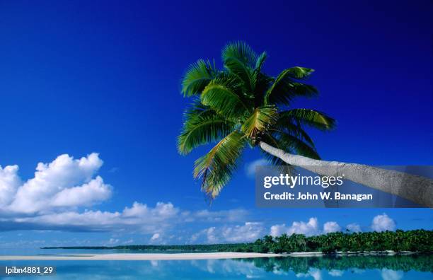 palm tree over aitutaki beach and lagoon, aitutaki, southern group, cook islands, pacific - southern group stock pictures, royalty-free photos & images