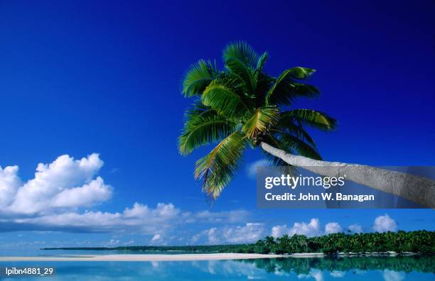 palm tree over aitutaki beach and lagoon, aitutaki, southern group, cook islands, pacific - banagan stock pictures, royalty-free photos & images