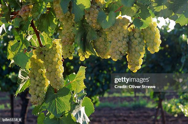 detail of chardonnay grape on the vine., hunter valley, new south wales, australia, australasia - hunter valley stock pictures, royalty-free photos & images