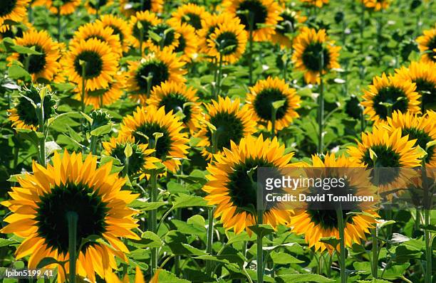field of sunflowers near figueras., girona, catalonia, spain, europe - former chief of catalan police attends to spain national court stockfoto's en -beelden