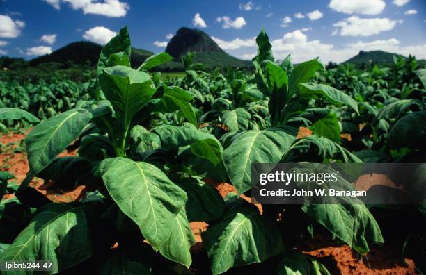 tobacco plants with mountains behind, glass house mountains, queensland, australia, australasia - great dividing range stock-fotos und bilder