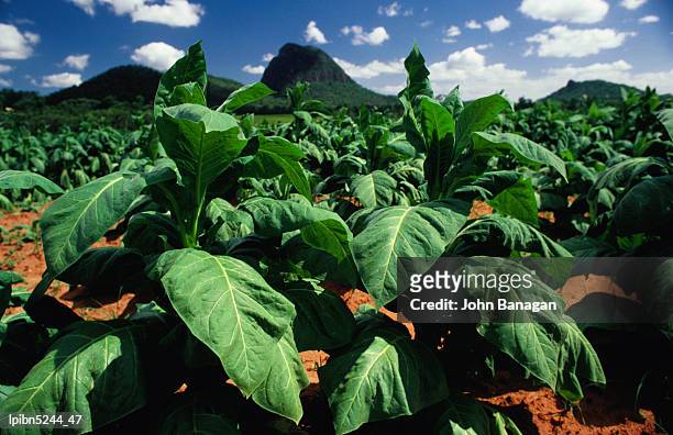 tobacco plants with mountains behind, glass house mountains, queensland, australia, australasia - glass house mountains - fotografias e filmes do acervo
