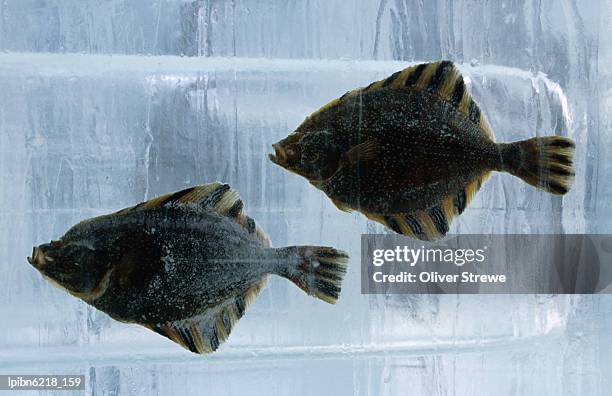pair of fish frozen in ice for the sapporo yuki matsuri (snow festival)., sapporo, hokkaido, japan, north-east asia - festival of flight to mark london biggin hill airports centenary year celebrations stockfoto's en -beelden