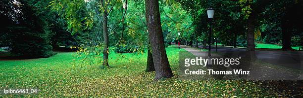 park with autumn leaves scattered on the lawn., baden-baden, baden-wurttemberg, germany, europe - baden wurttemberg 個照片及圖片檔