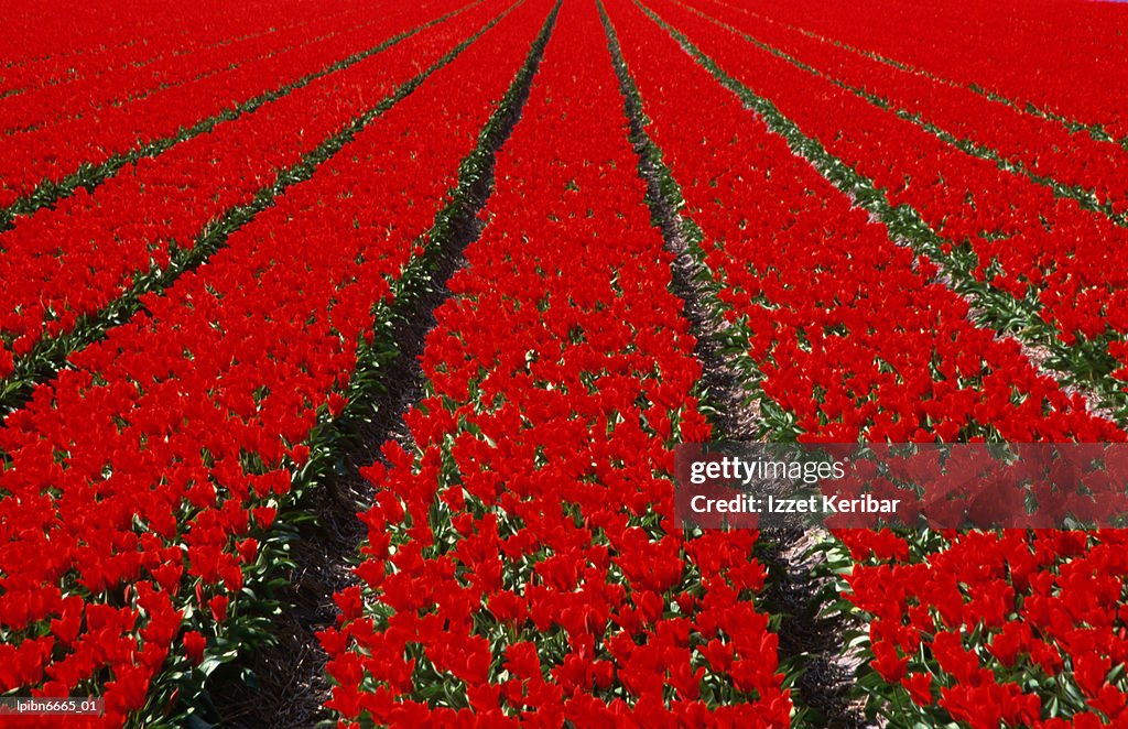 Red Tulip field in Lisse., Amsterdam, North Holland, Netherlands, Europe