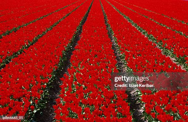 red tulip field in lisse., amsterdam, north holland, netherlands, europe - north holland stock pictures, royalty-free photos & images