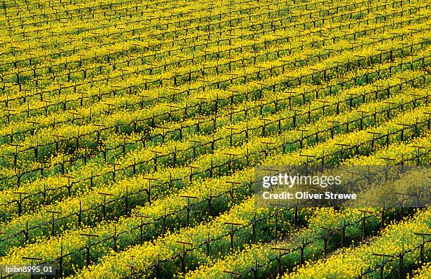 field of grapevines at beckstoffer vineyards., napa valley, california, united states of america, north america - comté de la napa photos et images de collection