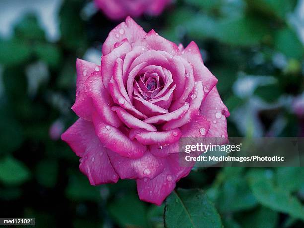 purple rose with water drops, close-up, selective focus - rosa violette parfumee photos et images de collection