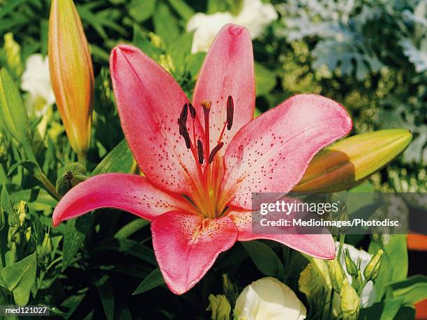 pink oriental lily, close-up - oriental stockfoto's en -beelden