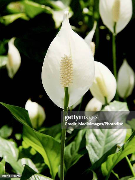 multiple spathiphyllum or peace lily blooms, close-up - peace lily 個照片及圖片檔