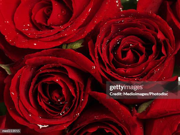 Deep Red Rpse 207 Deep Red Roses Stock Photos, High-Res Pictures, and Images - Getty ...