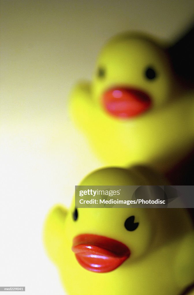 Close-up of two rubber ducks