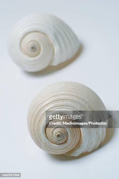 close-up of two conch shells - conch stock pictures, royalty-free photos & images