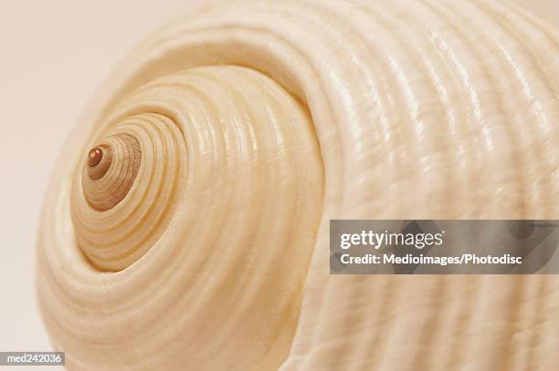 close-up of a conch shell - muschel close up studioaufnahme stock-fotos und bilder