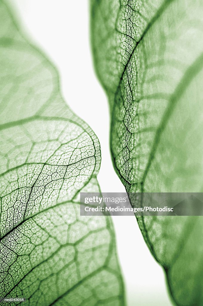 Extreme close-up detail of leaf vein