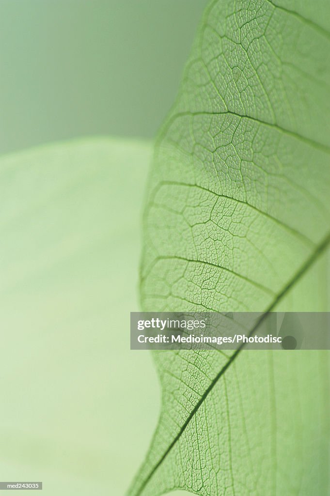 Extreme close-up detail of Caladium leaf vein