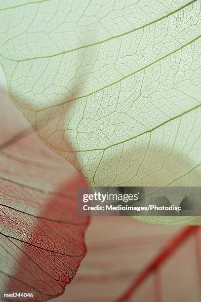 extreme close-up of caladium leaf - caladium fotografías e imágenes de stock