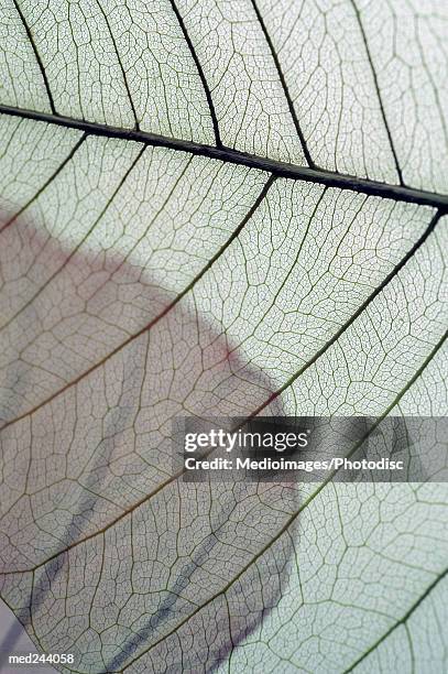 extreme close-up of caladium leaf - caladium fotografías e imágenes de stock