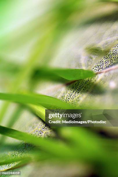 extreme close-up of caladium leaf partially hidden by other leaves - caladium fotografías e imágenes de stock