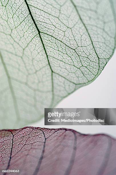 extreme close-up of caladium leaves - caladium fotografías e imágenes de stock
