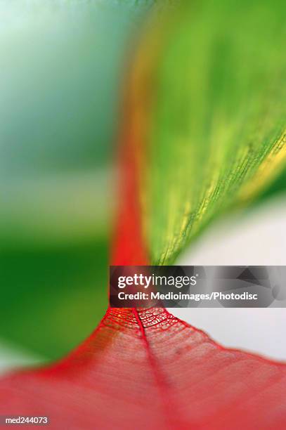 extreme close-up of caladium leaf - caladium fotografías e imágenes de stock