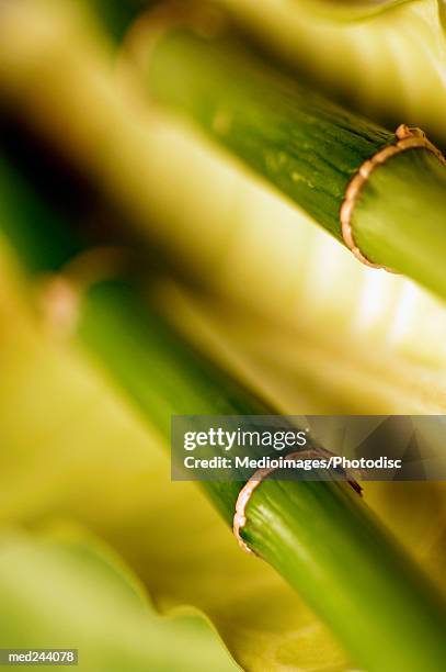 extreme close-up of bamboo stalk - bamboo tree stock pictures, royalty-free photos & images
