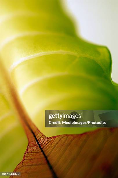 extreme close-up of caladium leaf and another leaf - caladium fotografías e imágenes de stock