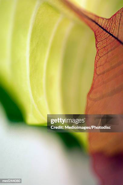 extreme close-up of caladium leaf and another leaf - caladium fotografías e imágenes de stock