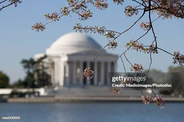 cherry blossoms and the thomas jefferson memorial, washington dc, usa - thomas photos et images de collection