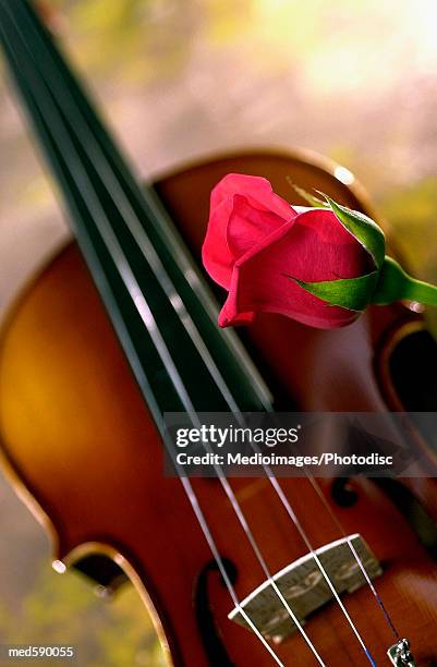 violin and a rose - musical instrument bridge stock pictures, royalty-free photos & images