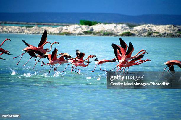 caribbean flamingos preparing to take off in flight at bonaire, netherlands antilles - bonaire stock-fotos und bilder