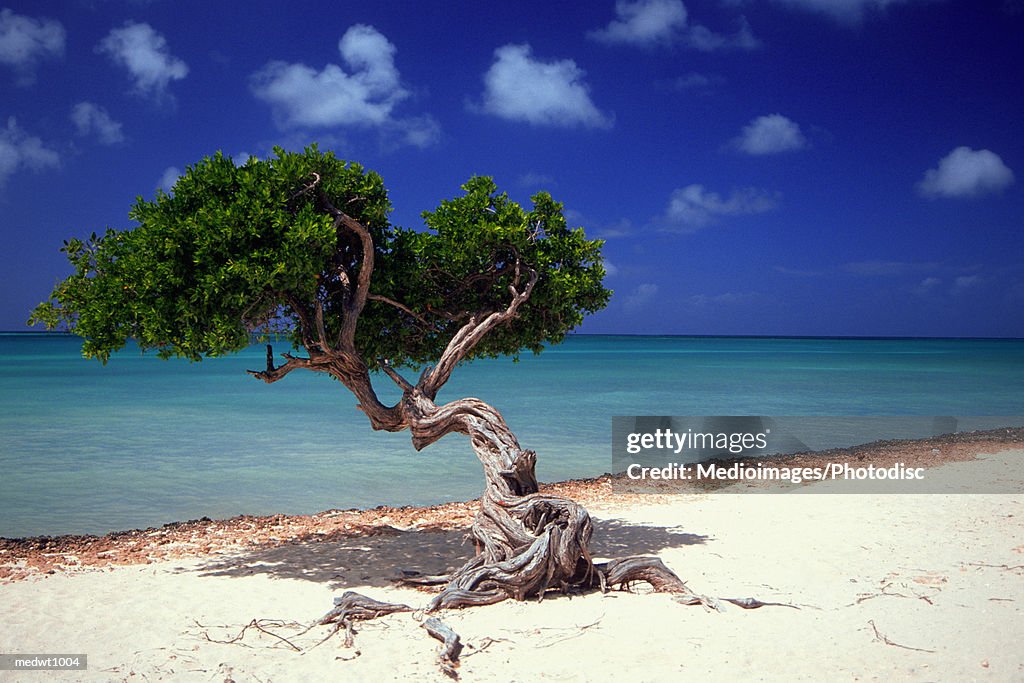 Divi Divi tree on beach of Caribbean Sea in Aruba, West Indies