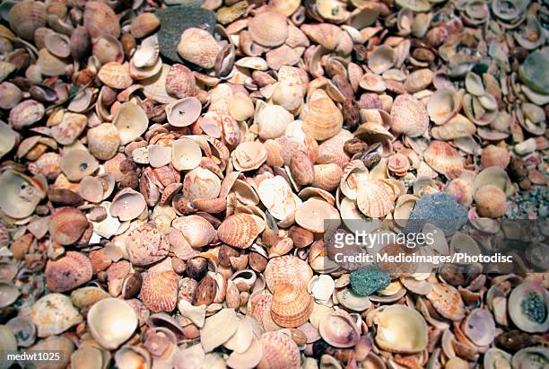 overhead view of many shells on grand galet beach, st. barts, caribbean - galet stockfoto's en -beelden