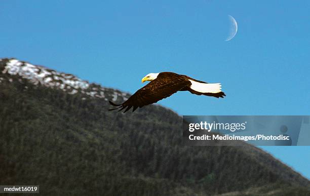 a bald eagle in flight in sitka, alaska, usa - bald stock-fotos und bilder