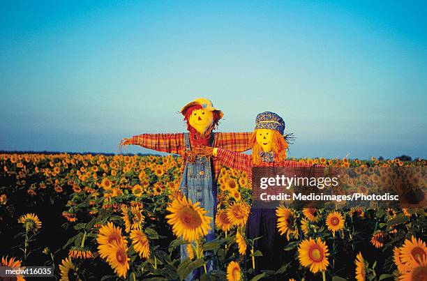 scarecrows in a field of sunflowers in kansas, usa - kansas sunflowers stock pictures, royalty-free photos & images