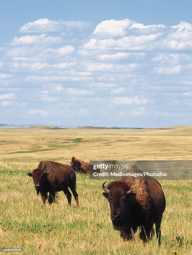 Buffalos in Theodore Roosevelt National Park in North Dakota, USA