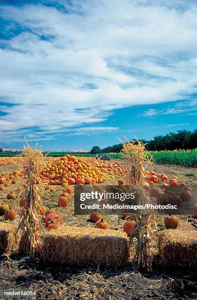pumpkin patch in suisun in napa valley, california, usa - comté de la napa photos et images de collection