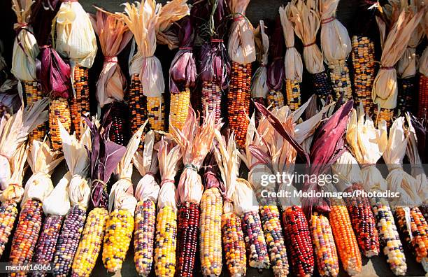 colored variegated corn cobs in suisun, napa valley, california, usa - comté de la napa photos et images de collection