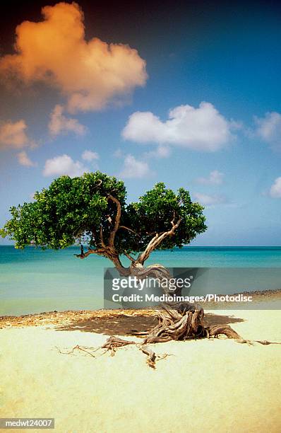 divi divi tree on beach of caribbean sea in aruba, west indies - オランダ領リーワード諸島 ストックフォトと画像