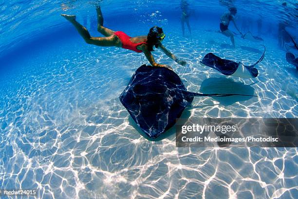woman in red swimsuit snorkeling among stingrays off grand cayman island, caribbean - elasmobranch stockfoto's en -beelden
