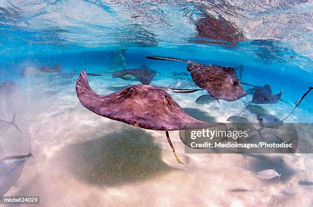 stingrays and fish in the caribbean off grand cayman island - stingray fotografías e imágenes de stock