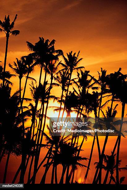 silhouettes of palm trees at sunset on waikoloa beach on hawaii, hawaii, usa - national recreation area stock-fotos und bilder
