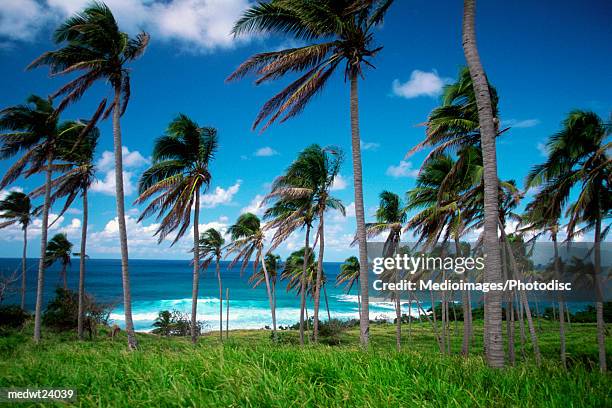 palm trees with fronds blowing in the wind on sandy bay beach on saint kitts, caribbean - saint kitts stockfoto's en -beelden