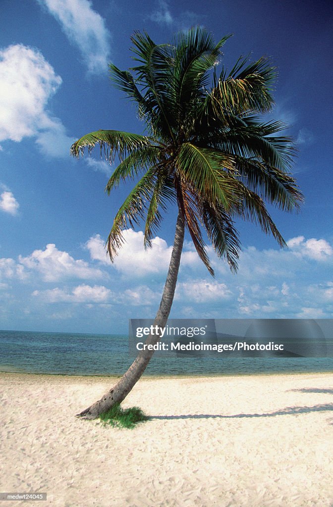 Palm tree on George Smathers Beach in Key West, Florida, USA