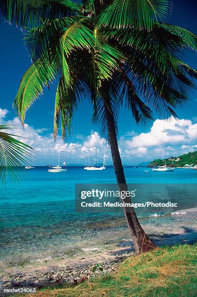 palm tree on beach with sailboats in the distance off mustique island, grenadines, caribbean - national recreation area stock-fotos und bilder