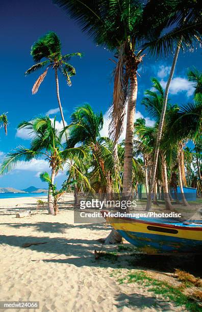 palm trees on pinneys beach on nevis, caribbean - névis imagens e fotografias de stock