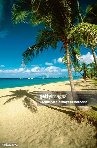 palm tree on pinneys beach on nevis, caribbean - national recreation area stock-fotos und bilder
